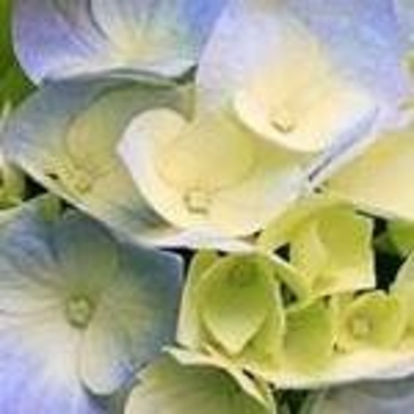 Meet your Posher, Robert - Picture 1 of 1